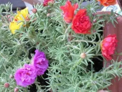 Portulaca Moss Rose ,Sundial Mix, FLOWERS SEED - Caribbeangardenseed