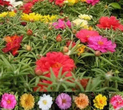 Portulaca Moss Rose ,Sundial Mix, FLOWERS SEED - Caribbeangardenseed