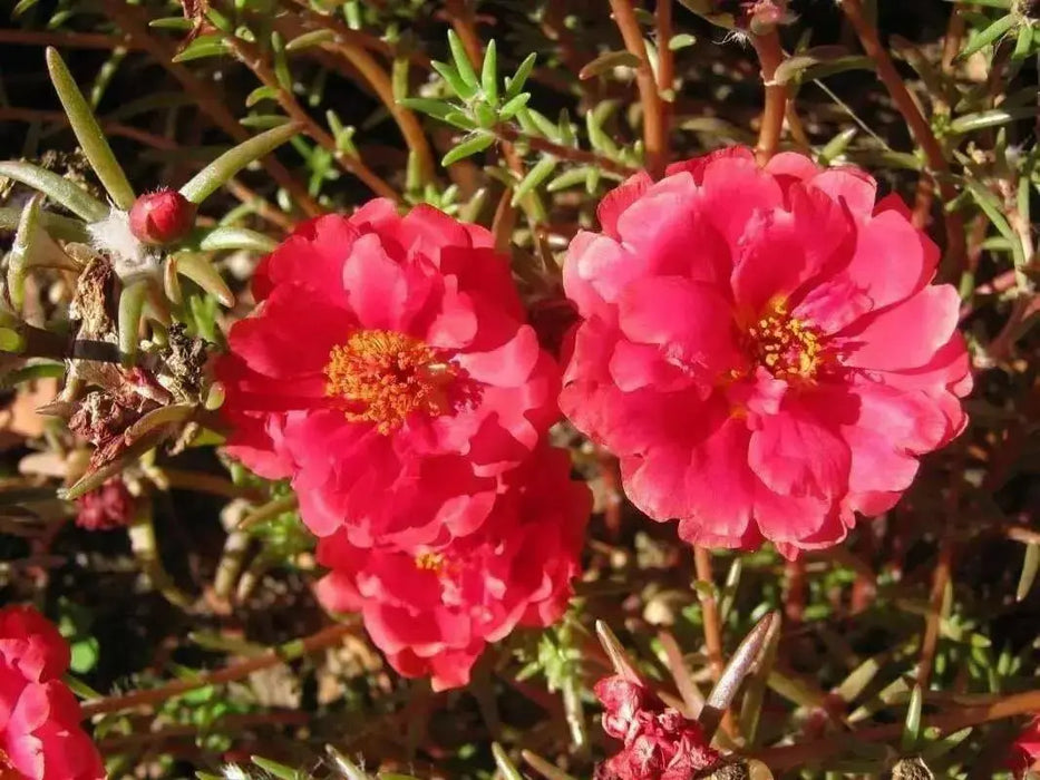 Portulaca , Moss Rose~RED,display of long-lasting, tropical color. Great In Containers ! - Caribbean garden seed