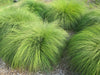 Prairie Dropseed (Sporobolus heterolepis) Ornamental Grass Seeds, Perennial - Caribbean garden seed