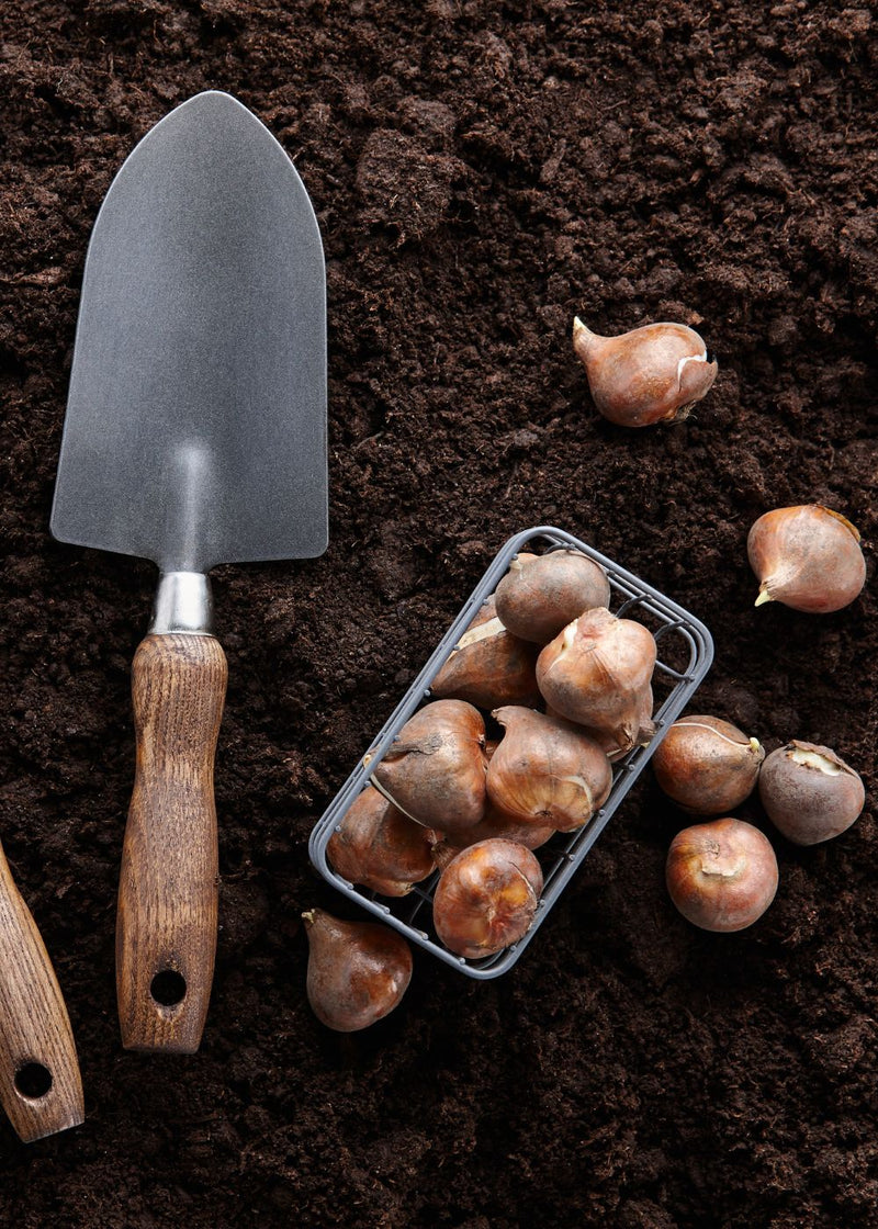 Akebono Double Late Tulip Bulbs for Planting