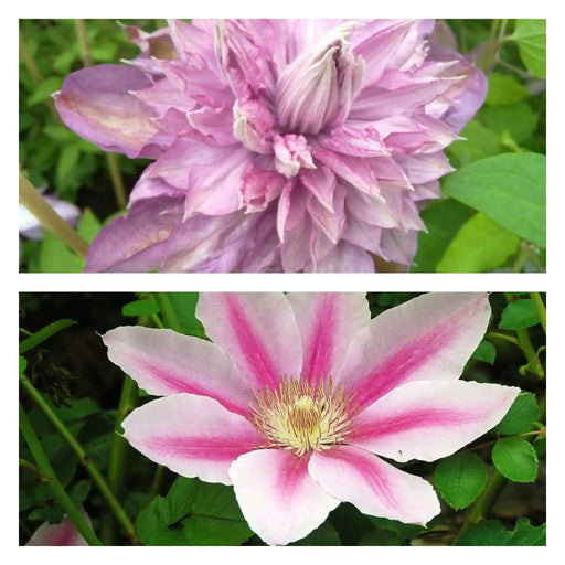 Pretty Pink Clematis Mix, Early, Large-flowered Vine, Now Shipping ! - Caribbeangardenseed