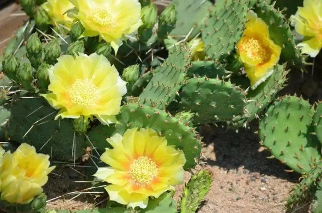 Prickly Pear ,CACTI SEEDS (Opuntia humifus ) Perennial. - Caribbean garden seed