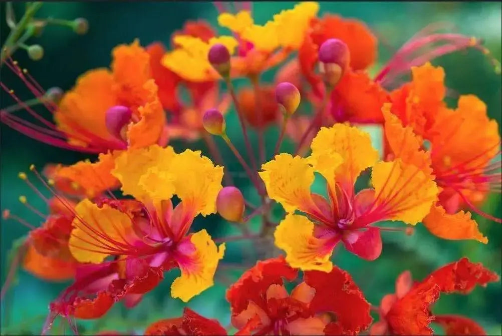 Pride of Barbados Seeds (National Flower Of Barbados) Tropical Caribbean Shrub - Caribbeangardenseed