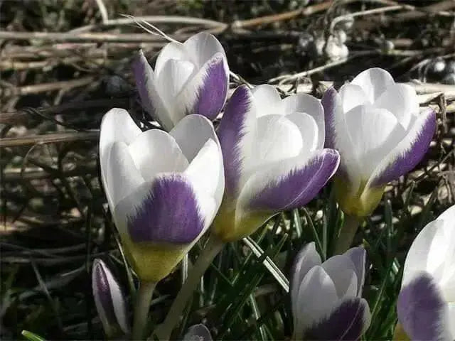 Prins Clause Crocus , Fall Planting Bulb - Caribbean garden seed