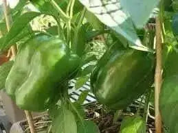 PURPLE BEAUTY PEPPER seeds (Sweet Mild Bell Pepper) Capsicum Annuum - Caribbean garden seed