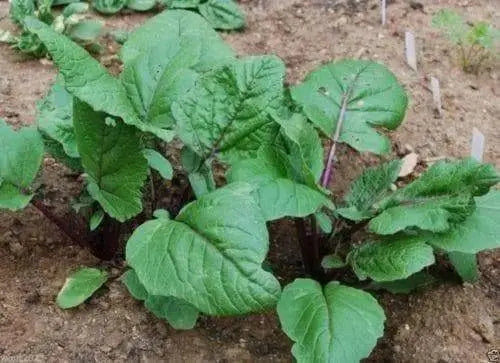 Chinese flowering cabbage,hon tsai tai Seeds, Purple Choy Sum (kosaitai) Asian Vegetable - Caribbeangardenseed