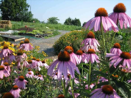 Purple Coneflower SEEDS - Caribbean garden seed