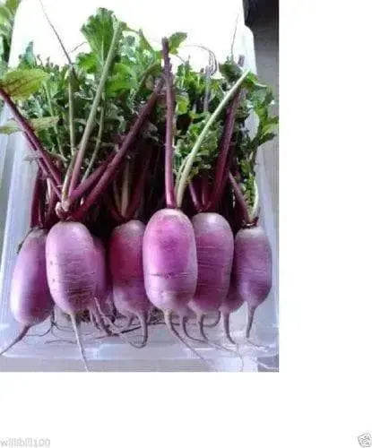 PURPLE DAIKON RADISH Seeds, Asian Vegetable - Caribbeangardenseed