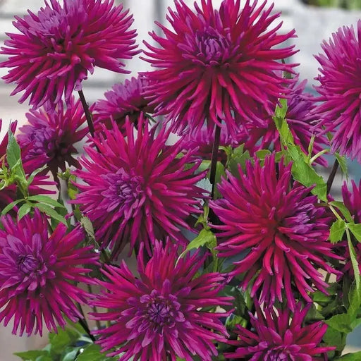 Purple Gem cactus dahlia (tuber) PERENNIAL FLOWERS - Caribbean garden seed