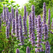Purple Giant Hyssop Seeds, Perennial Flowers - Caribbean garden seed
