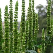 Purple Giant Hyssop Seeds, Perennial Flowers - Caribbean garden seed