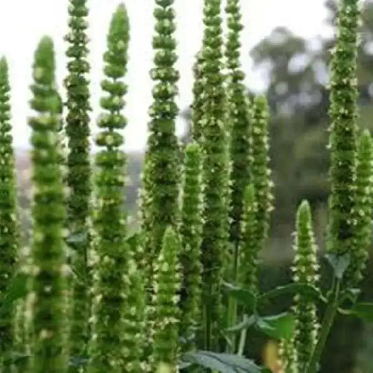 Purple Giant Hyssop Seeds, Perennial Flowers - Caribbean garden seed