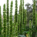 Purple Giant Hyssop Seeds, Perennial Flowers - Caribbean garden seed