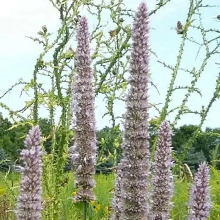 Purple Giant Hyssop Seeds, Perennial Flowers - Caribbean garden seed