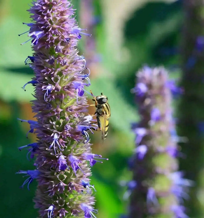 Purple Giant Hyssop Seeds, Perennial Flowers - Caribbean garden seed