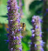 Purple Giant Hyssop Seeds, Perennial Flowers - Caribbean garden seed