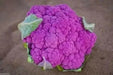 Purple heads Graffiti Cauliflower Seeds, VEGETABLE - Caribbean garden seed