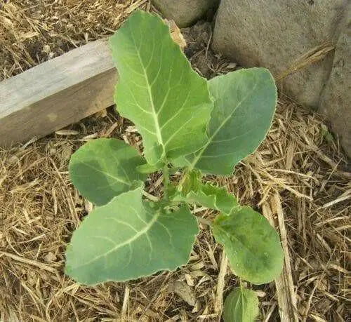 Purple heads Graffiti Cauliflower Seeds, VEGETABLE - Caribbean garden seed