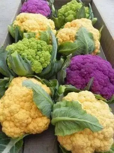 Purple heads Graffiti Cauliflower Seeds, VEGETABLE - Caribbean garden seed