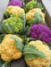 Purple heads Graffiti Cauliflower Seeds, VEGETABLE - Caribbean garden seed