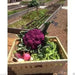 Purple heads Graffiti Cauliflower Seeds, VEGETABLE - Caribbean garden seed