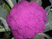 Purple heads Graffiti Cauliflower Seeds, VEGETABLE - Caribbean garden seed