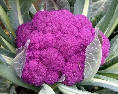 Purple heads Graffiti Cauliflower Seeds, VEGETABLE - Caribbean garden seed