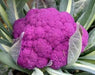 Purple heads Graffiti Cauliflower Seeds, VEGETABLE - Caribbean garden seed