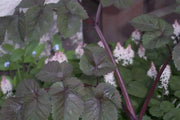 Purple Holy Ghost Seeds,ANGELICA sylvestris 'Vicar's Mead', - Caribbean garden seed