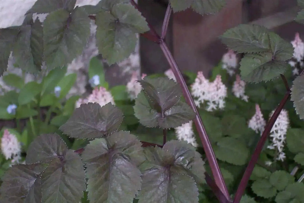 Purple Holy Ghost Seeds,ANGELICA sylvestris 'Vicar's Mead', - Caribbean garden seed