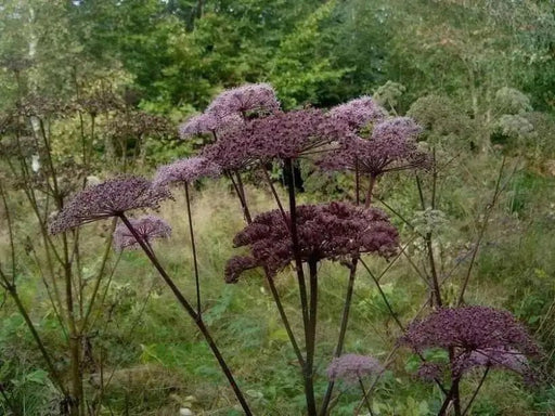 Purple Holy Ghost Seeds,ANGELICA sylvestris 'Vicar's Mead', - Caribbean garden seed
