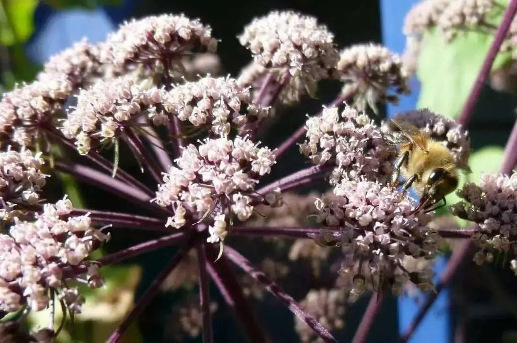 Purple Holy Ghost Seeds,ANGELICA sylvestris 'Vicar's Mead', - Caribbean garden seed