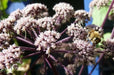 Purple Holy Ghost Seeds,ANGELICA sylvestris 'Vicar's Mead', - Caribbean garden seed