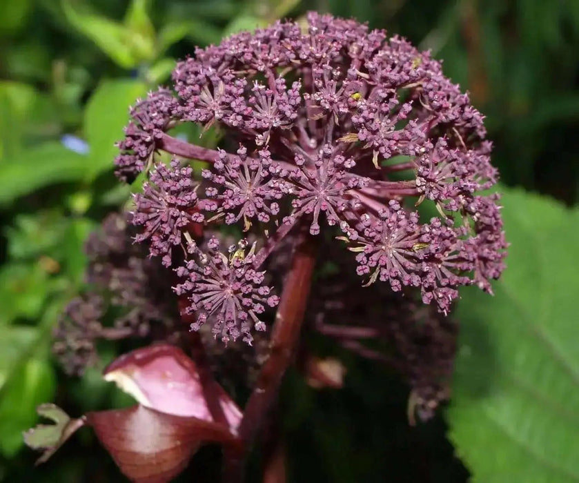 Purple Holy Ghost Seeds,ANGELICA sylvestris 'Vicar's Mead', - Caribbean garden seed