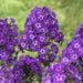 Purple Kiss Summer Phlox -(Plant/ Root) - Caribbean garden seed