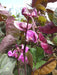 Purple Lablab BEAN VINE ~Asian Vegetable ,Flowers Vine - Caribbean garden seed