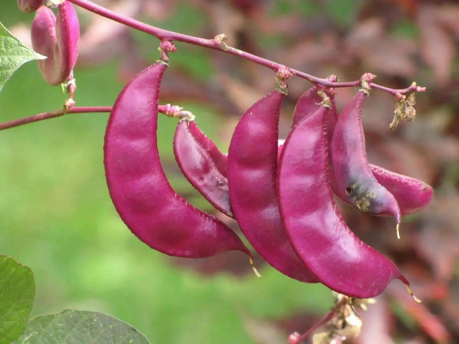 Purple Lablab BEAN VINE ~Asian Vegetable ,Flowers Vine - Caribbean garden seed