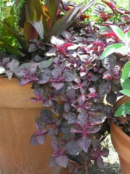 Purple Lady Iresine Herbstii- flowers seeds-Beefsteak Plant,Chicken Gizzard - Caribbeangardenseed