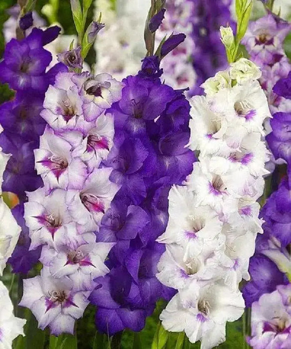 Purple Mixture Gladiolus  (bulbs) Summer flowering, Perennial - Caribbean garden seed