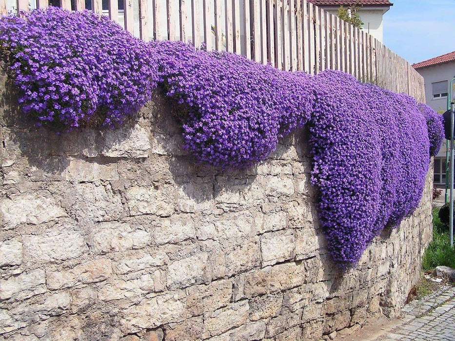 RockCress ,Cascade Purple FLOWER SEEDS, Aubrieta - Caribbeangardenseed