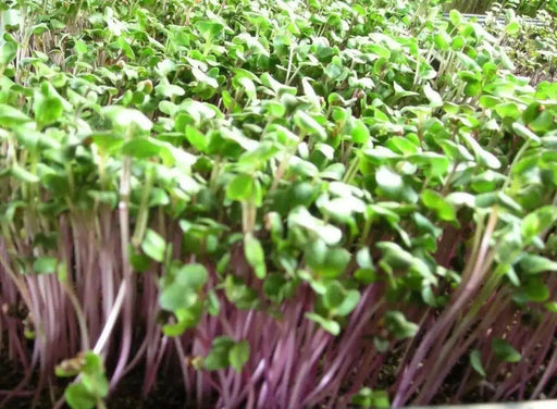 Purple stem Radish SEEDS (Sprouts / Microgreen) Asian Vegetable - Caribbean garden seed