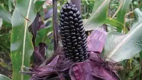 Purple SWEET CORN seeds - Beautiful multi-purpose, Vegetable - Caribbean garden seed