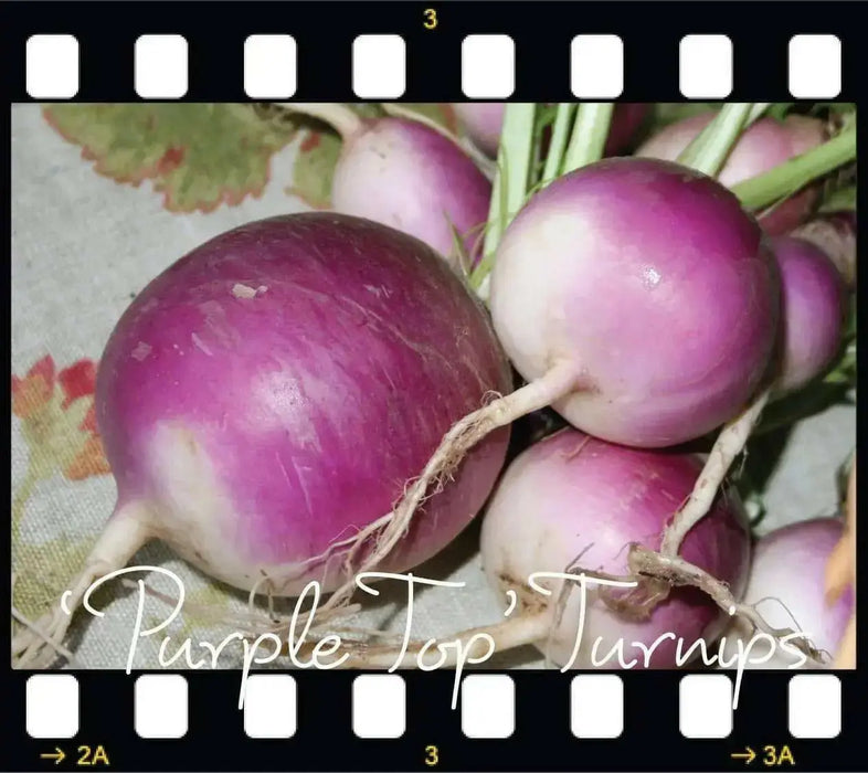 PURPLE TOP TURNIP ,ANNUAL VEGETABLE SEEDS - Caribbean garden seed