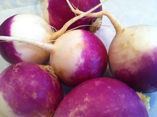 Purple Top White Globe HEIRLOOM VEGETABLE SEEDS - Caribbeangardenseed