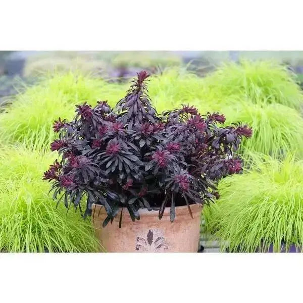 Purple wood spurge (Live starter plant) Euphorbia Miner's Merlot . Perennial shrub - Caribbean garden seed