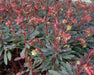 Purple wood spurge SEEDS, Perennial groundcover Flowers - Caribbean garden seed