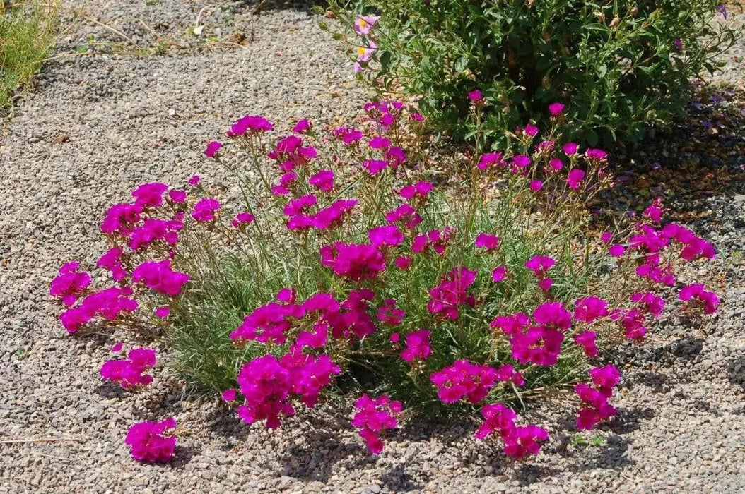 Purslane Hot PINK FLOWERS ( 3 live plant)  succulent herb - Caribbean garden seed