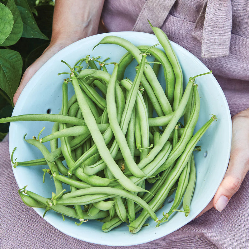 Aurora Bush Bean Seeds | 100 Seeds