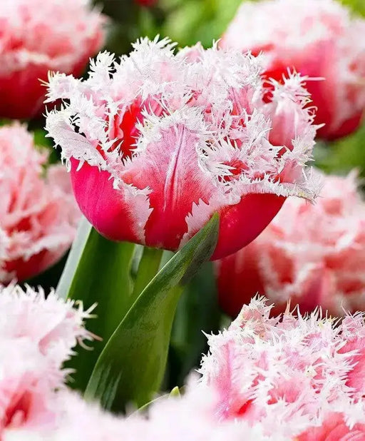 Queensland Tulip (Bulbs 12/+cm,) fringed - Caribbean garden seed